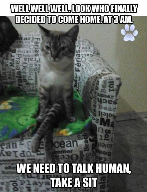 sitting cat talk