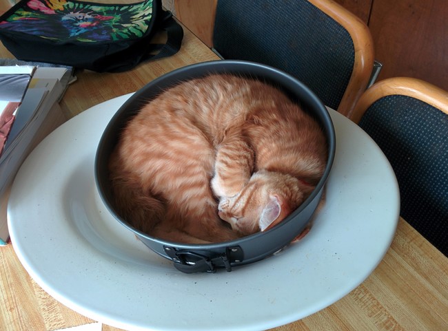 cat in bowl