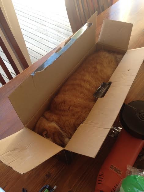 cat in box