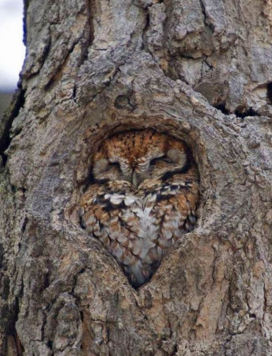 owl in hole
