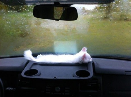 cat in car