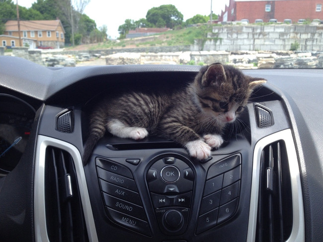 cat in car