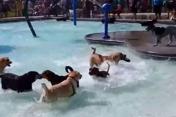 dog-pool-party
