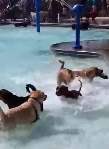 dog-pool-party