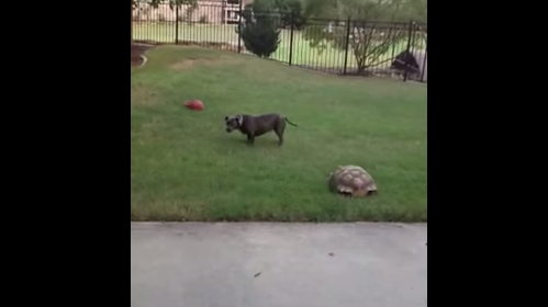 dog and tortoise