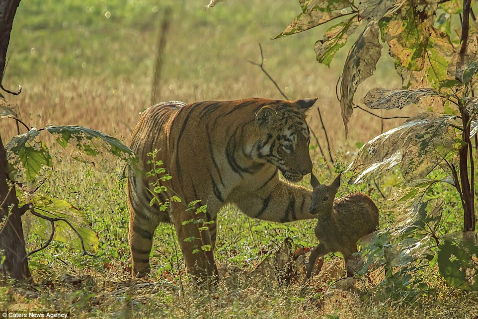 tigar fawn