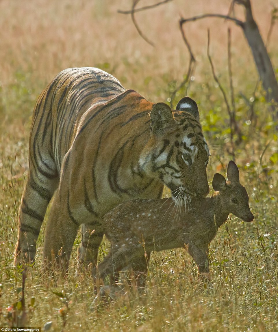 tigar fawn