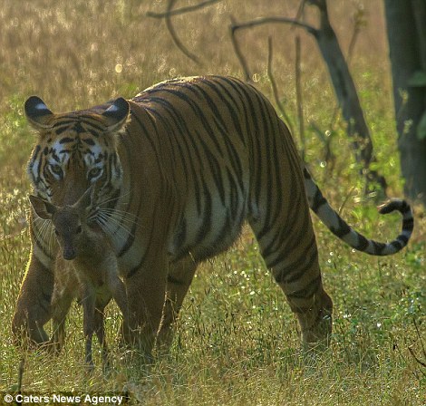 tigar fawn