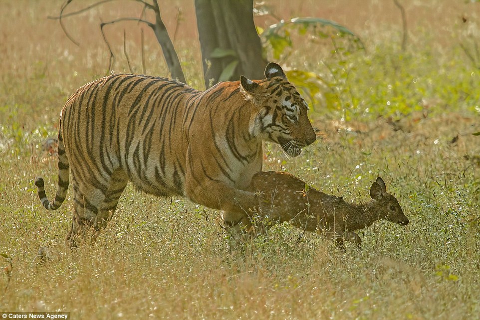 tigar fawn