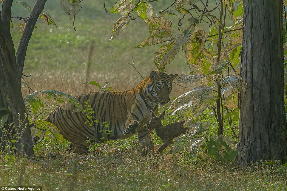 tigar fawn