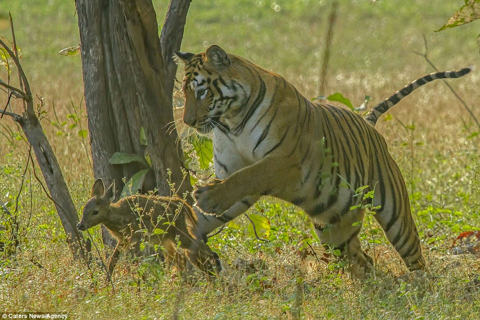 tigar fawn