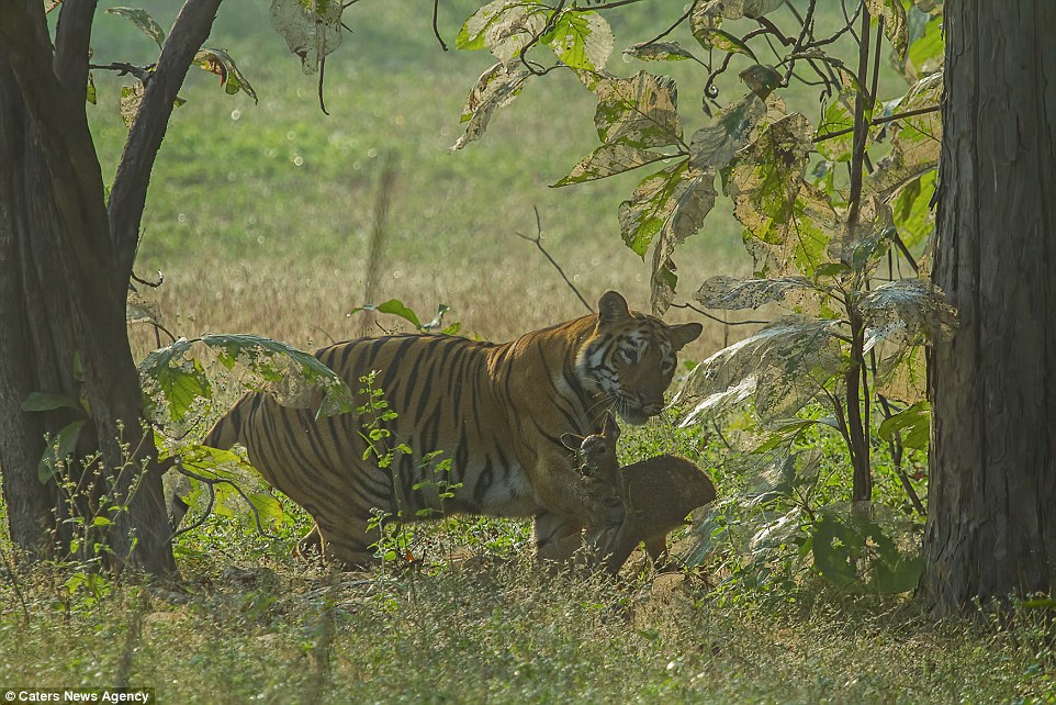 tigar fawn