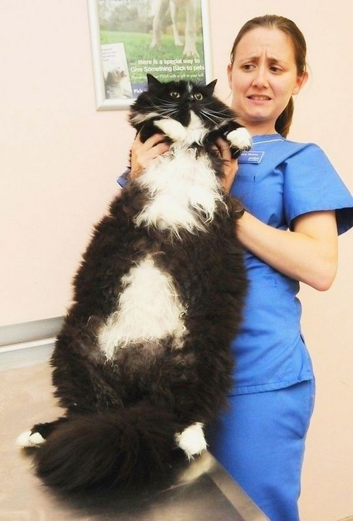 huge cats