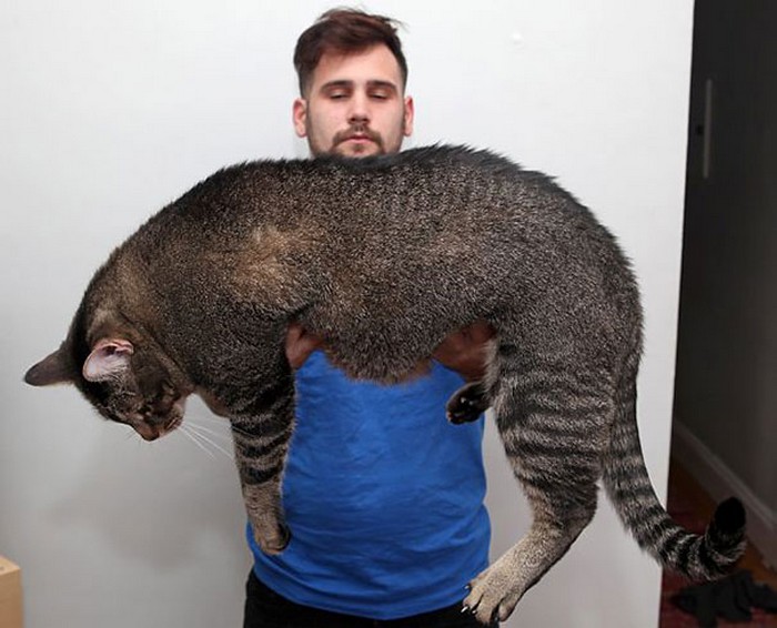 huge cats