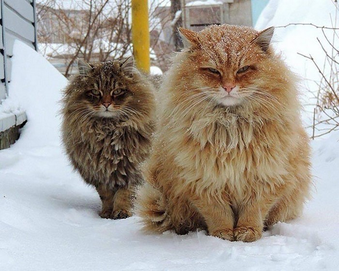 huge cats