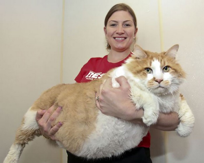 huge cats