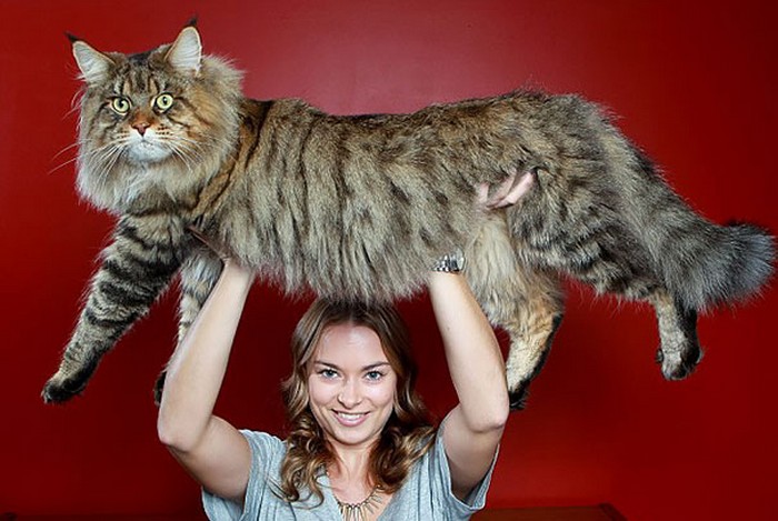 huge cats