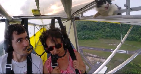 cat-on-plane