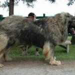 big dogs