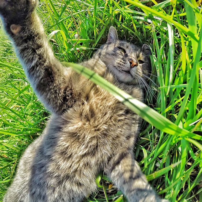 cat selfie