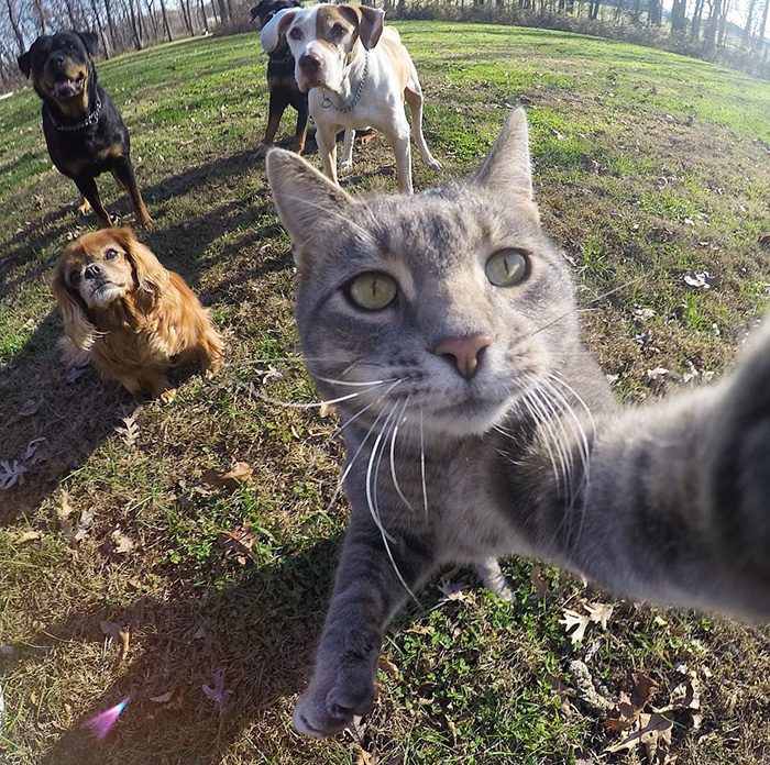 cat selfie