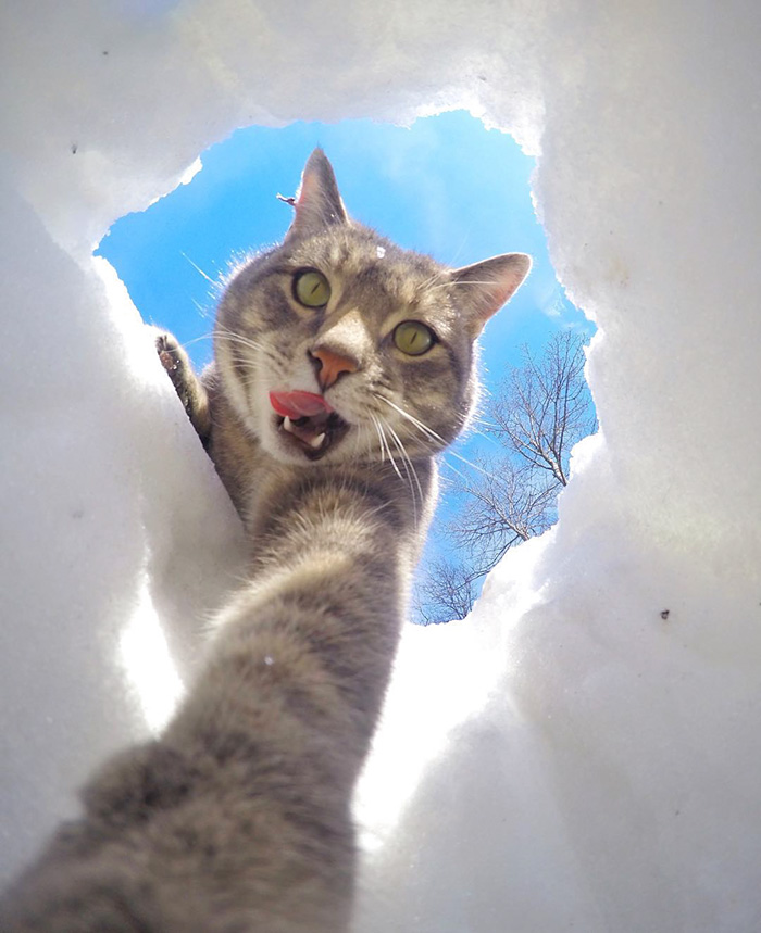 cat selfie