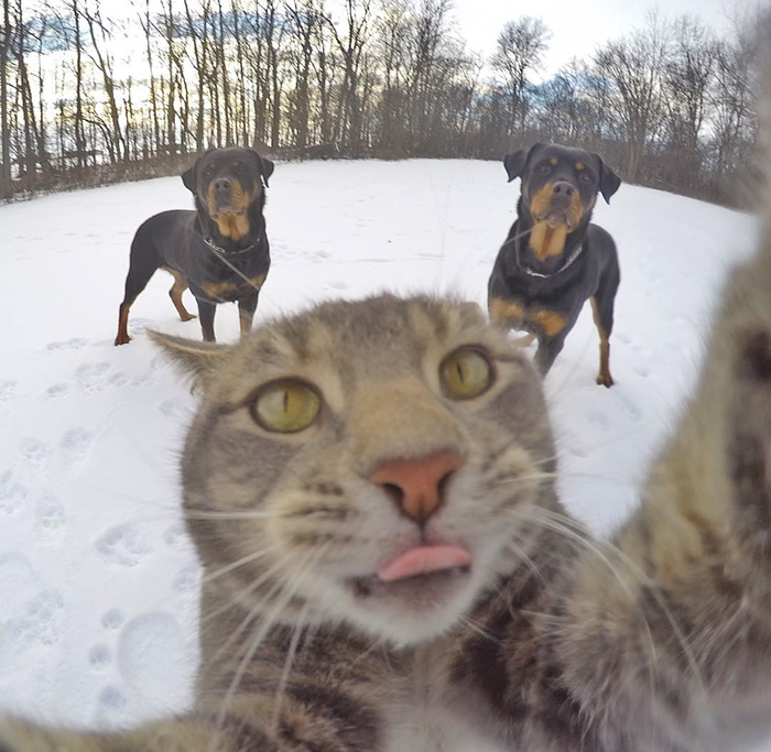 cat selfie