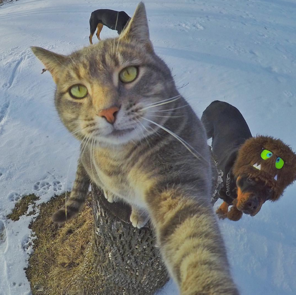 cat selfie